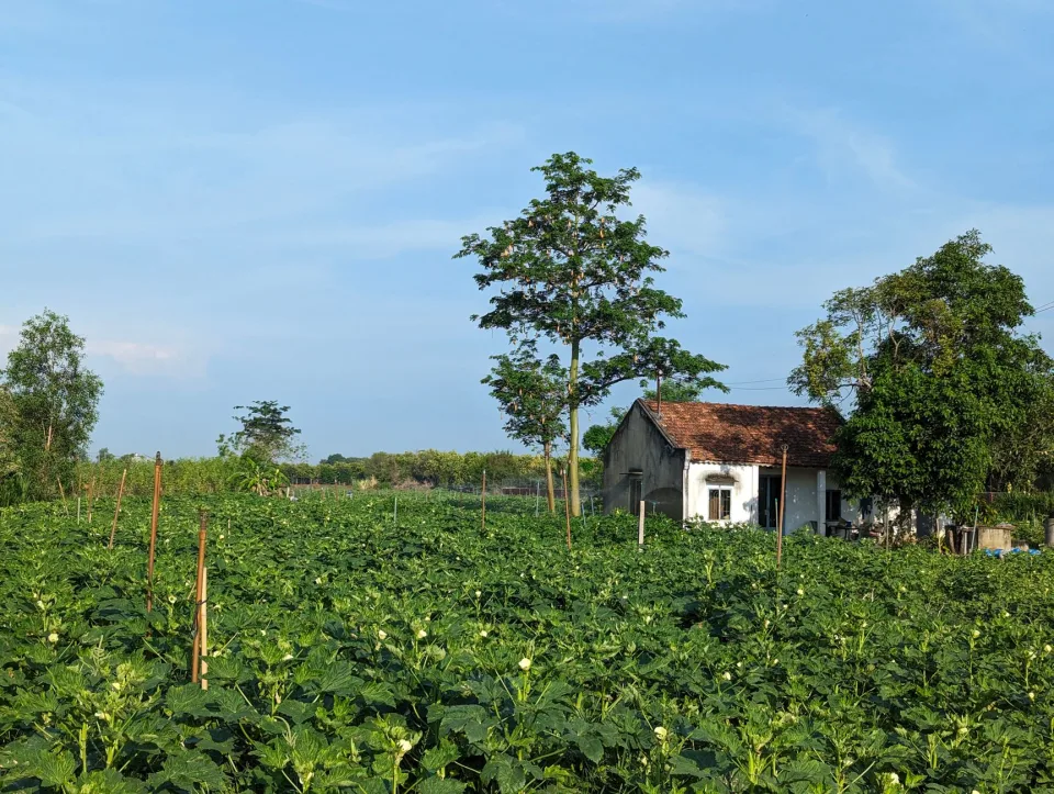 Vườn rau của Hồ Thanh Danh